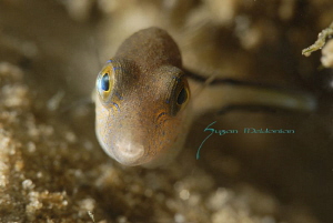 Sharpnose puffer shot with the 10x while swimming! by Suzan Meldonian 